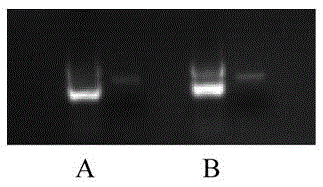 Method for establishing CYP2C11 gene knockout rat model