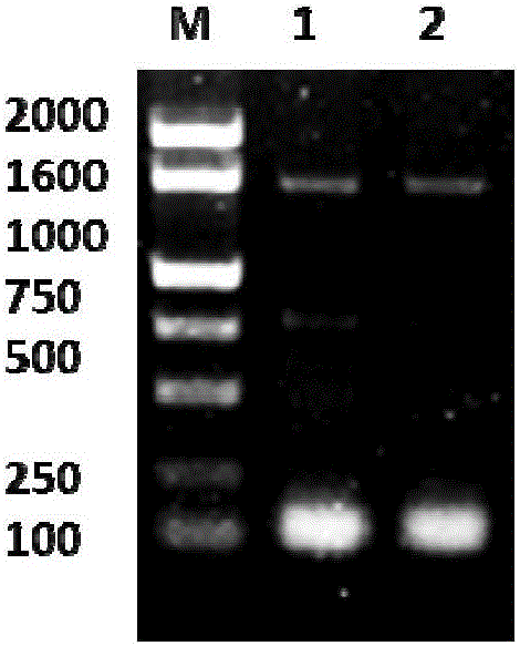 Wolfberry glutathione reductase and encoding gene and application