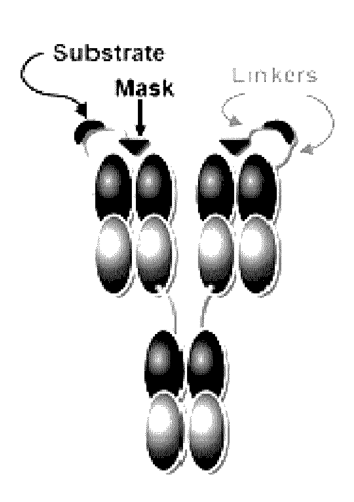 Activatable antibodies that bind epidermal growth factor receptor and methods of use thereof