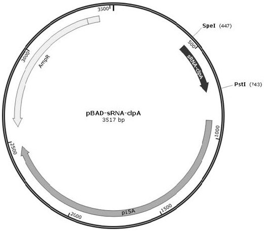 A kind of recombinant bacteria expressing glp-1 analog and its application