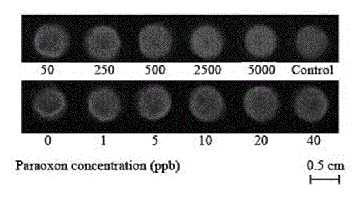 Method for preparing visual biosensor for detecting organophosphorus pesticides based on ink-jet printing technology