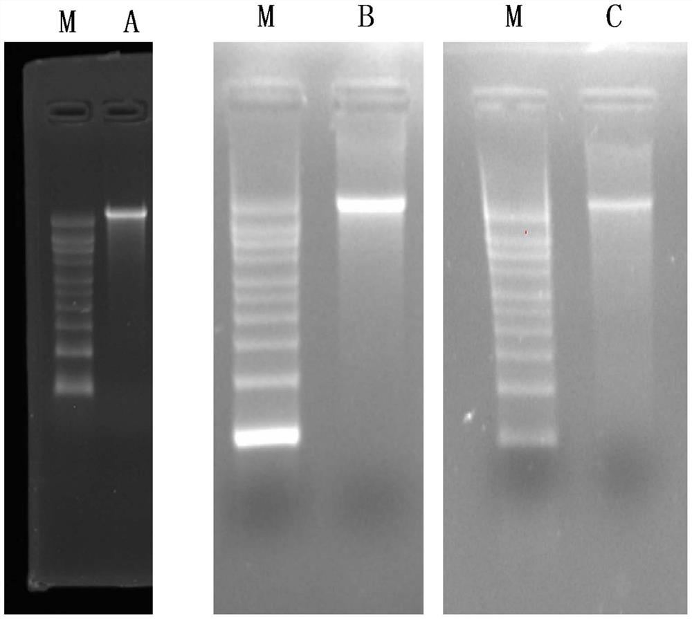 MRNA-based combined vaccine against coronavirus and influenza virus and preparation method of mRNA-based combined vaccine