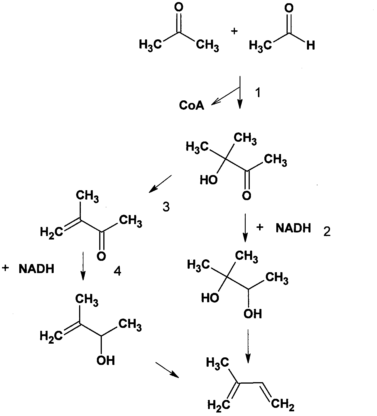 Recombinant cell and method for synthesizing methyl acetoin and derivative compounds thereof by using biological method