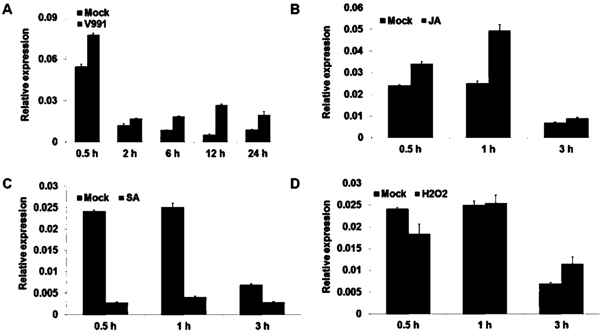 Cotton calcium-dependent protein kinase GhCPK33 gene for regulating verticillium wilt resistance of cotton, and applications thereof