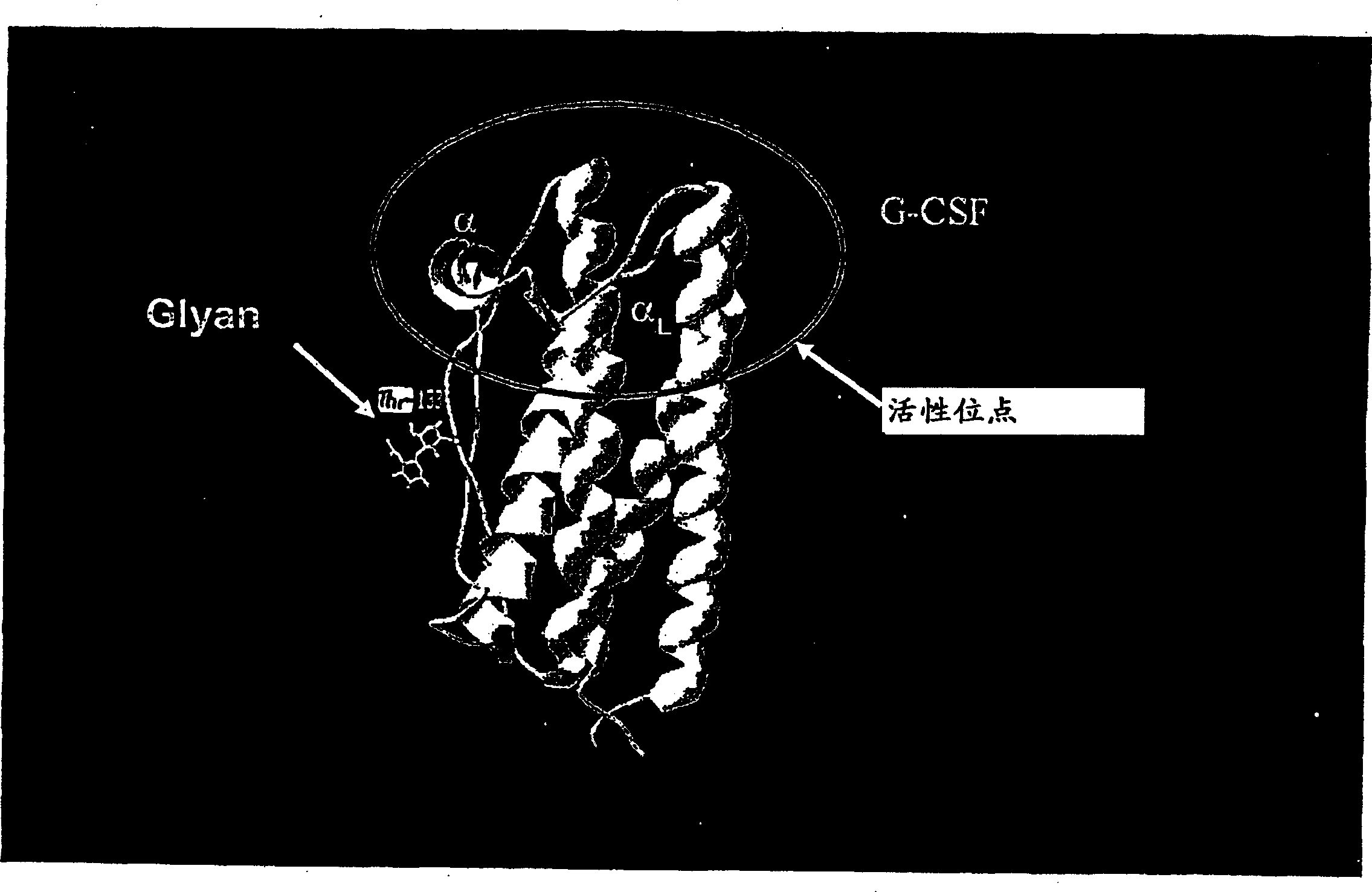 Glycopegylated granulocyte colony stimulating factor