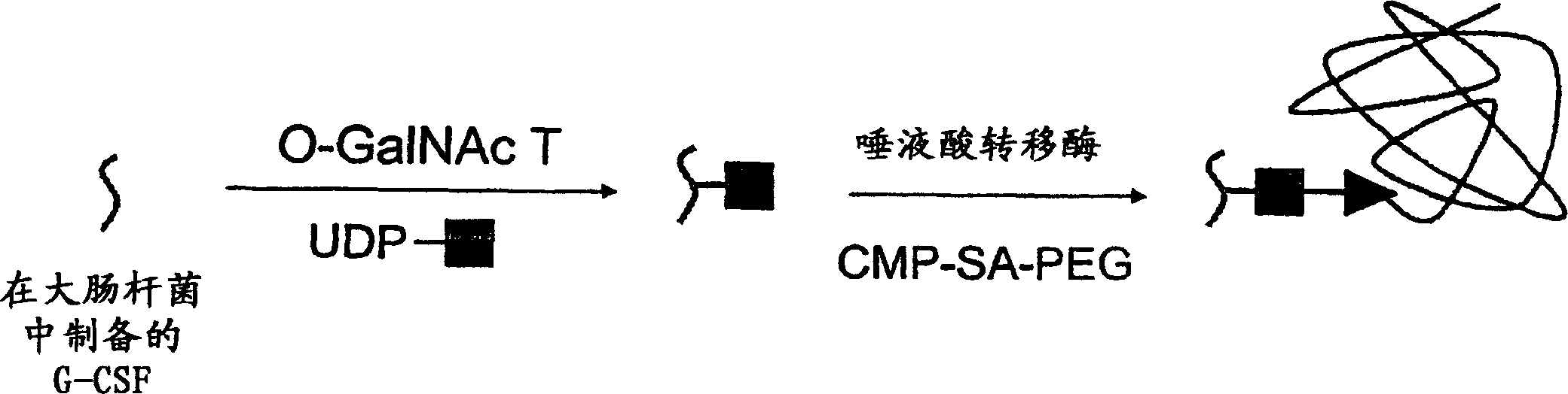 Glycopegylated granulocyte colony stimulating factor