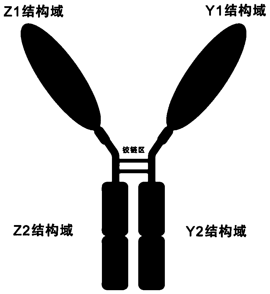 Antimalarial dimer immunoadhesin, pharmaceutical composition and application