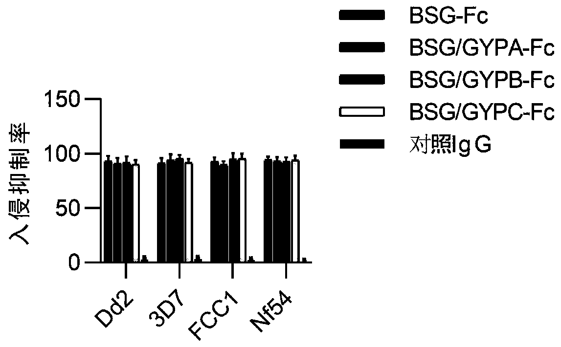 Antimalarial dimer immunoadhesin, pharmaceutical composition and application