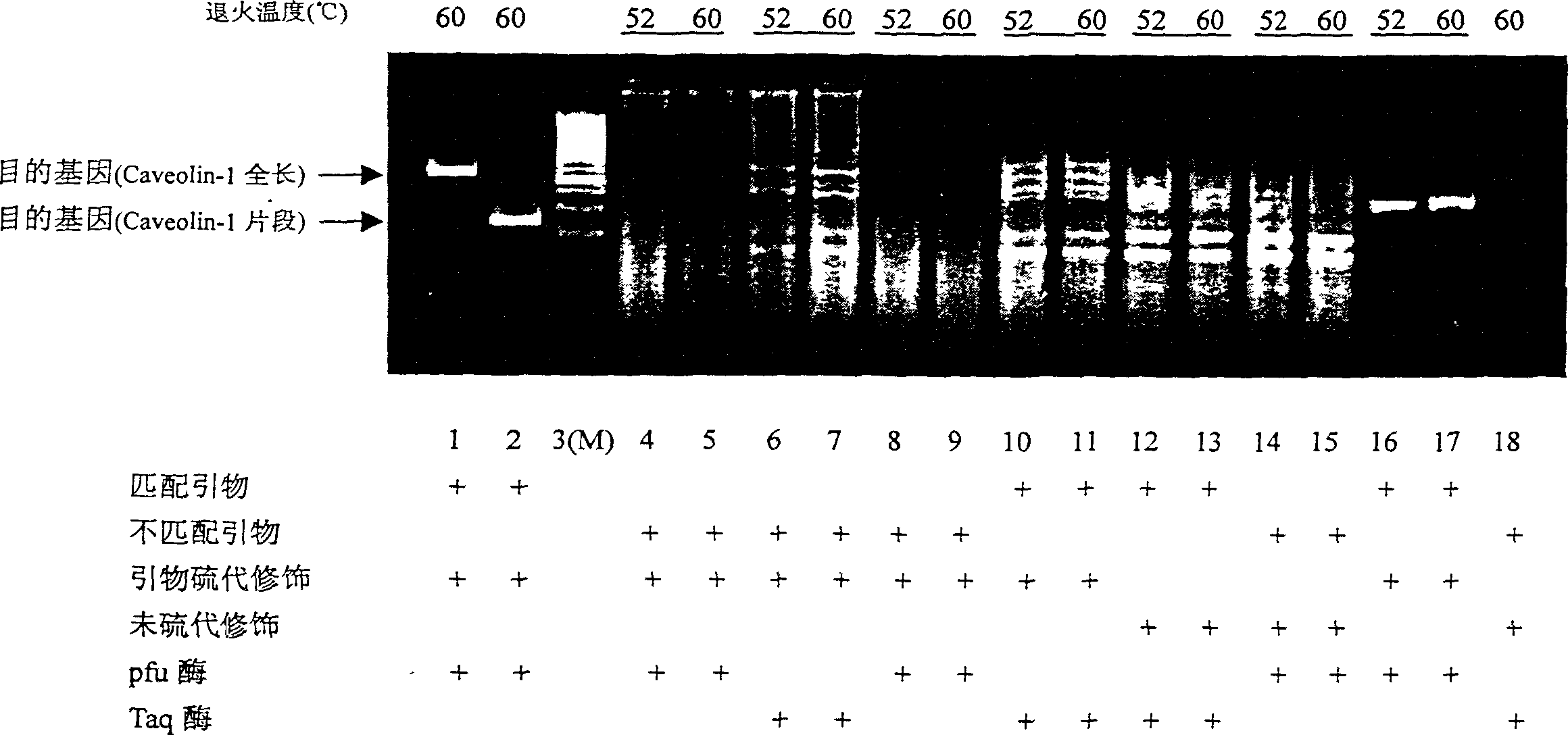 PCR method capable of eliminating non specific braid and RT-PCR chip prepared using said method