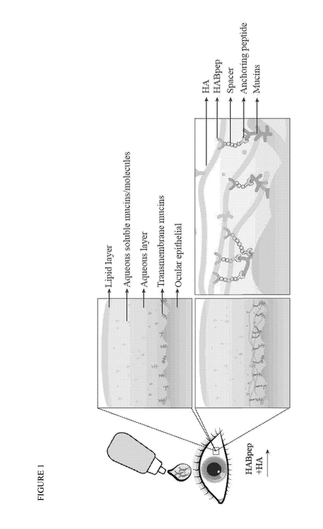 An eye drop solution for enhanced hyaluronic acid retention and delivery