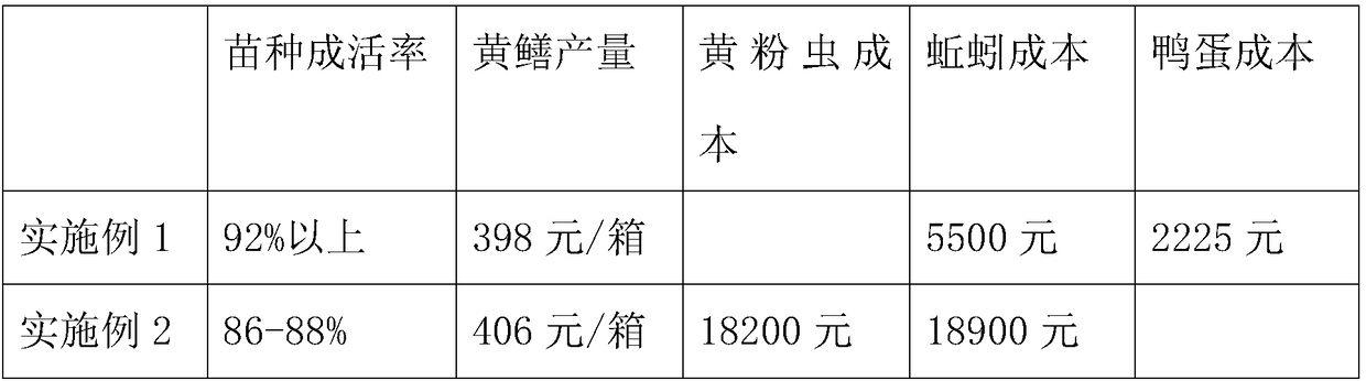 Method for breeding ricefield eels