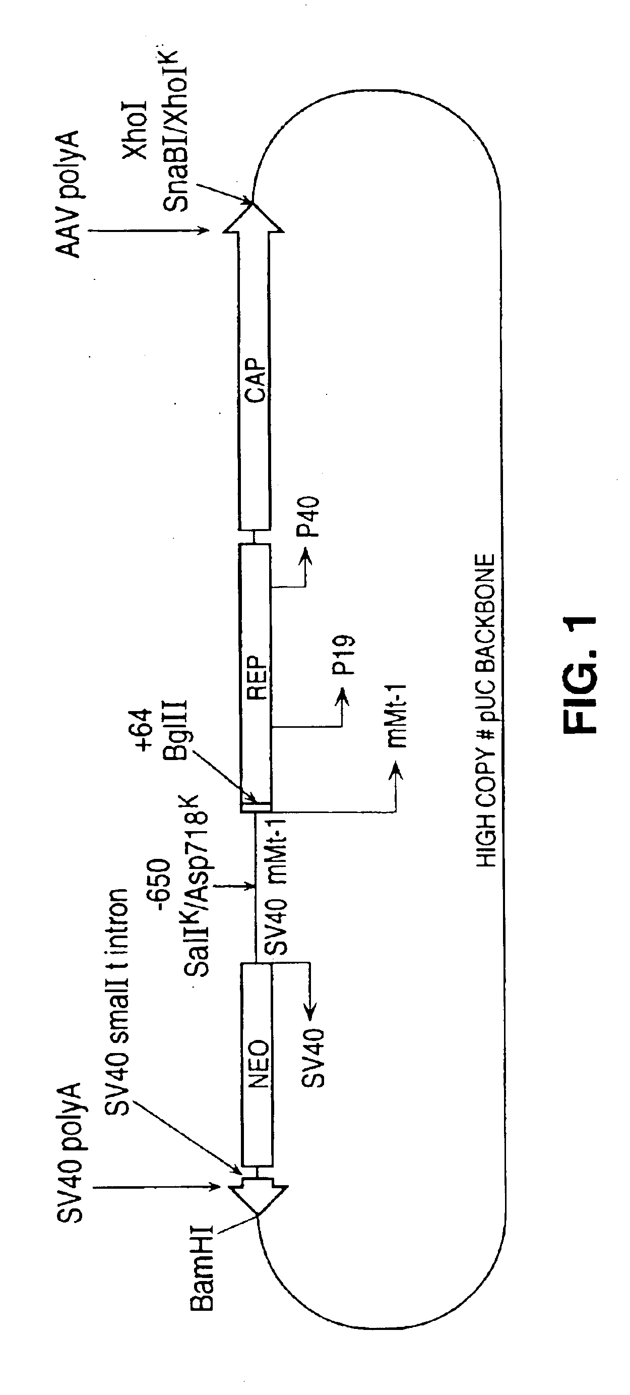 Packaging cell lines for generation of high titers of recombinant AAV vectors