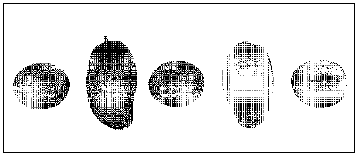 Mango sensory quality data processing system and method