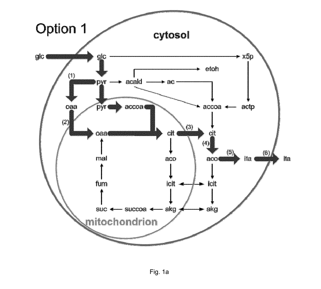 Process for producing itaconic acid and itaconic acid esters under anaerobic conditions