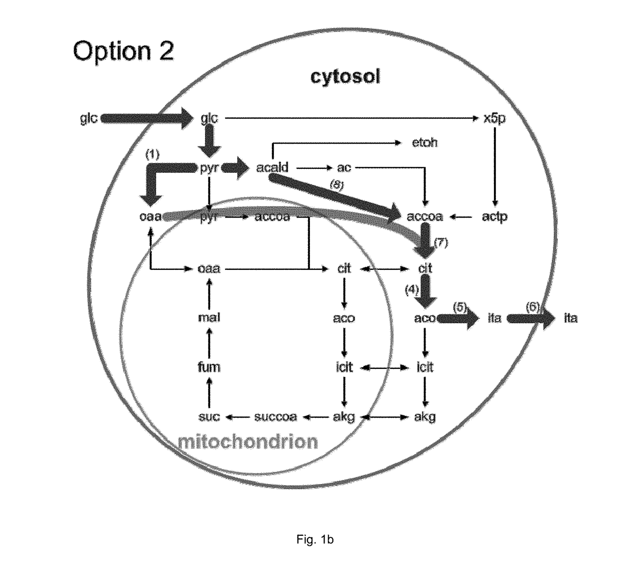 Process for producing itaconic acid and itaconic acid esters under anaerobic conditions