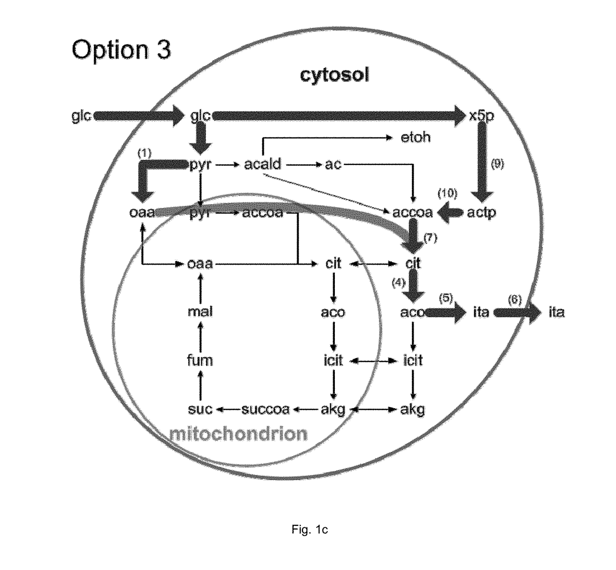 Process for producing itaconic acid and itaconic acid esters under anaerobic conditions