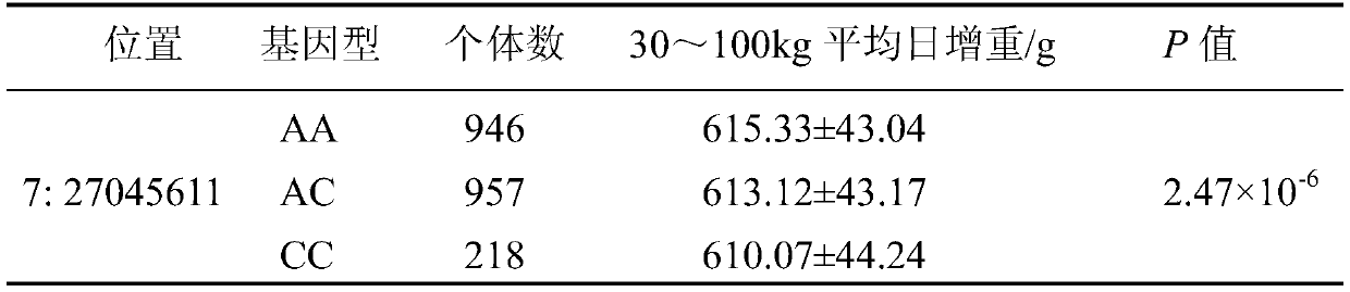 Molecular marker on pig chromosome No.7 related to duroc pig daily weight gain property and application