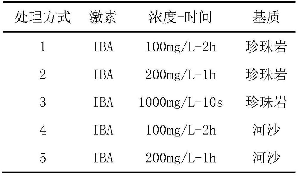 Method for promoting tilia mandshurica twig cutting rooting