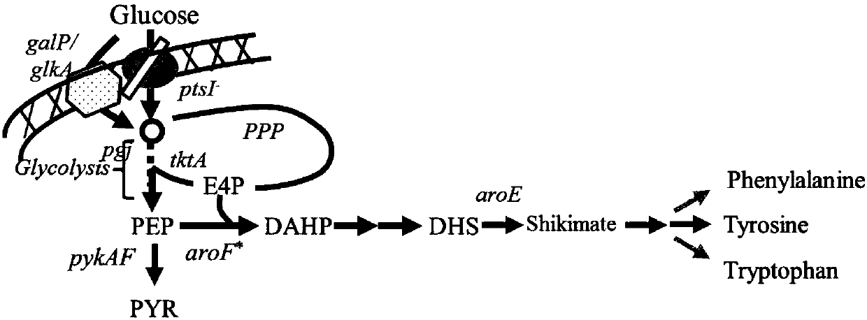 Escherichia coli recombinant bacterial strain for producing 3-dehydroshikimic acid as well as establishment method and application thereof