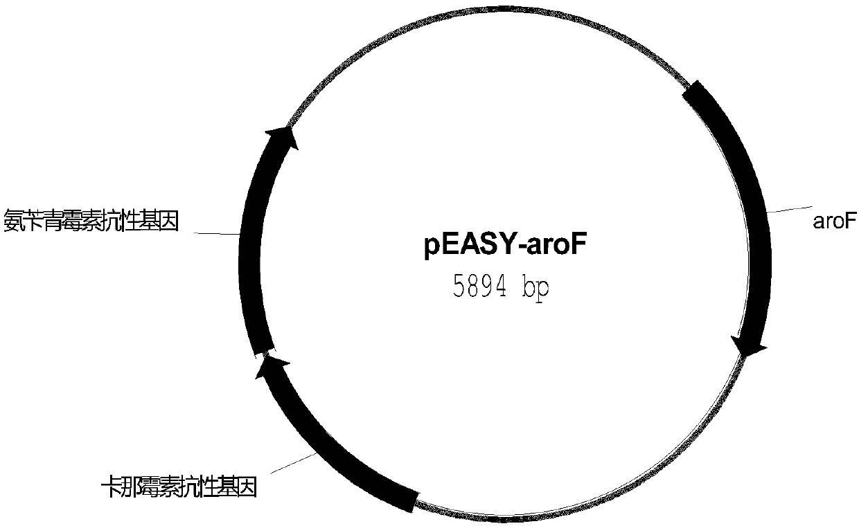 Escherichia coli recombinant bacterial strain for producing 3-dehydroshikimic acid as well as establishment method and application thereof