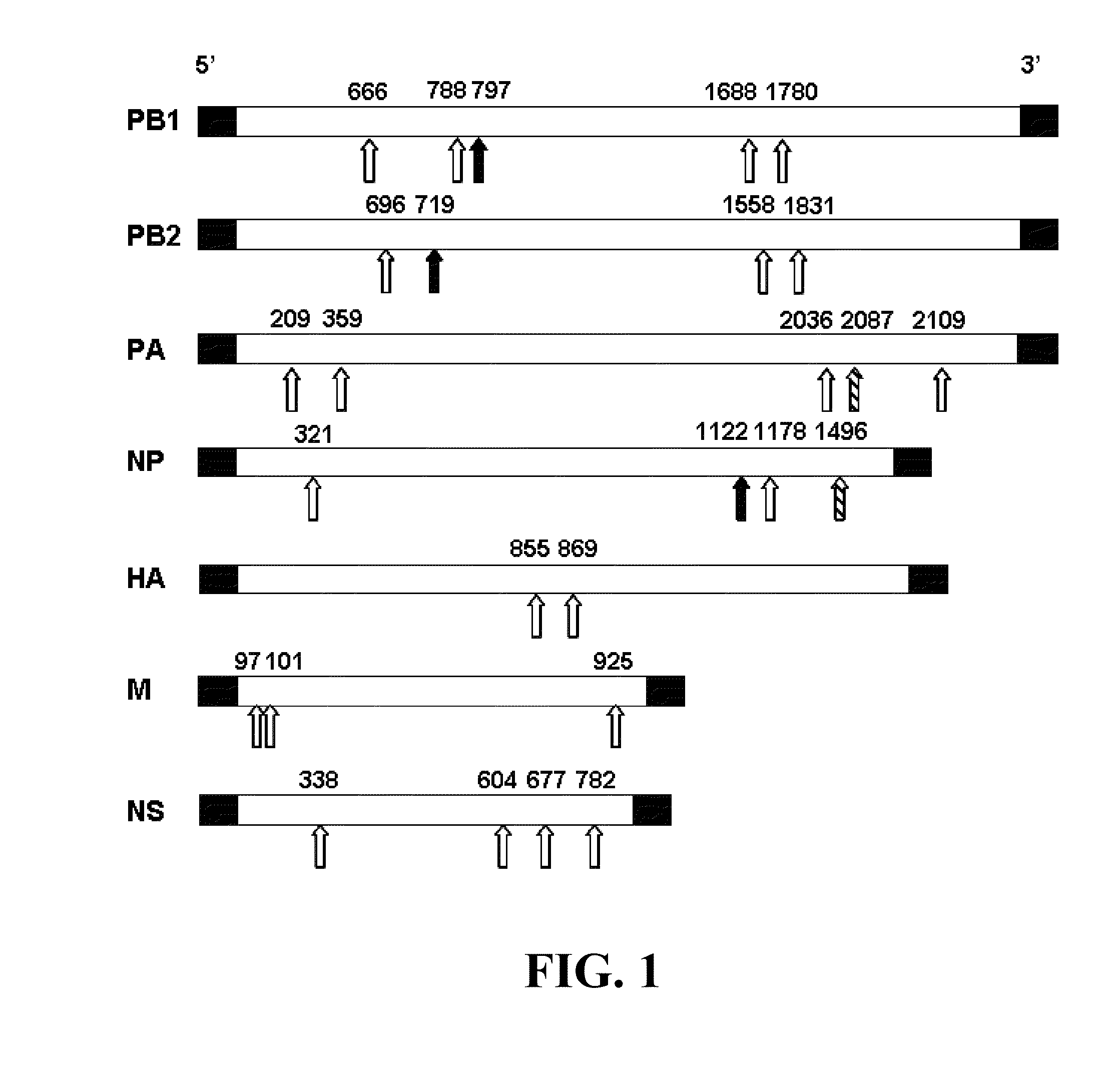 siRNA Compositions and Methods for Potently Inhibiting Viral Infection