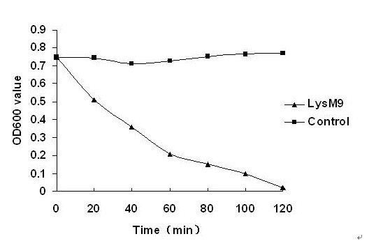 Lywallzyme of phage of staphylococcus aureus as well as preparation method and application thereof