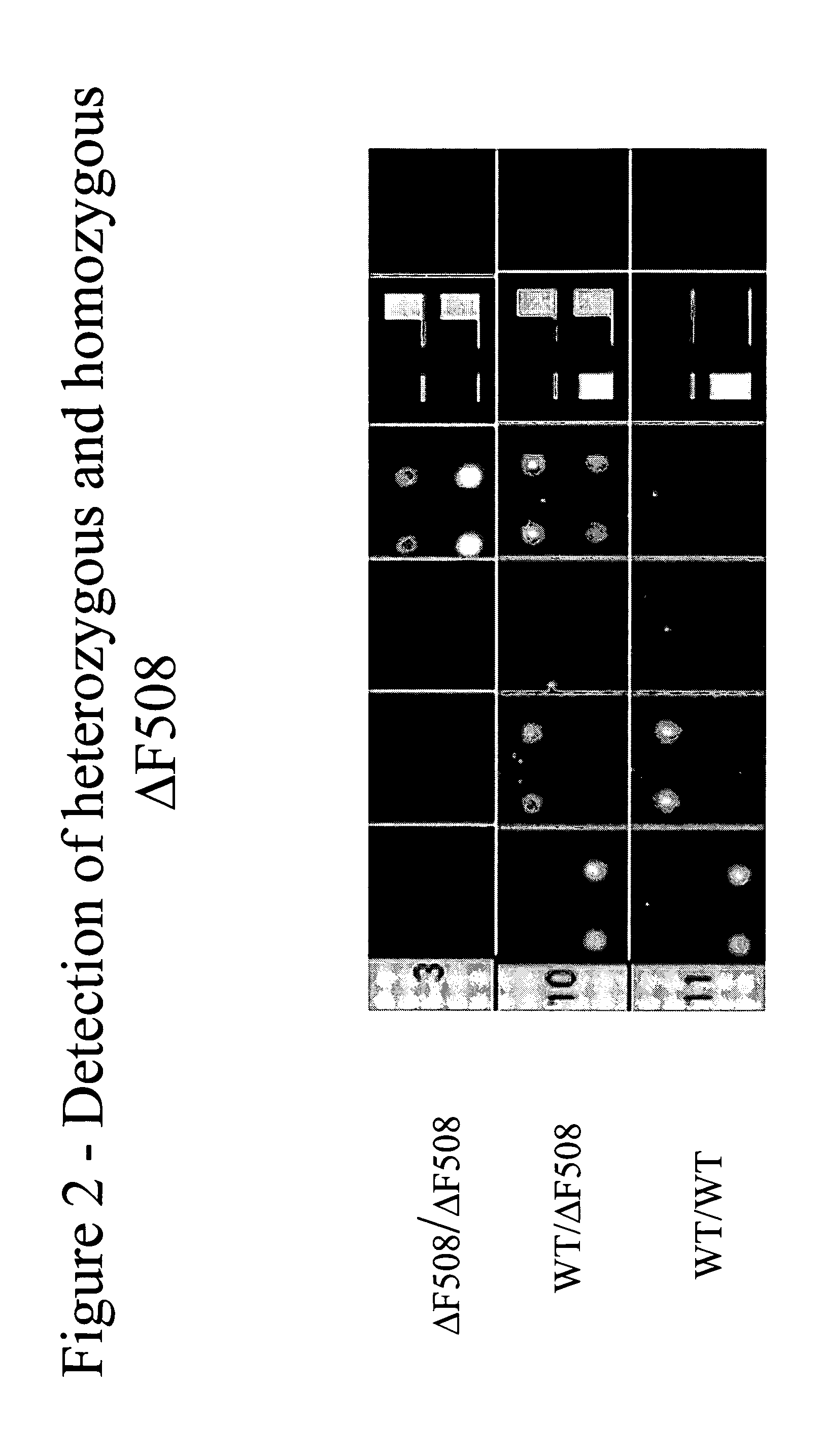 Methods and compositions for determining whether a subject carries a cystic fibrosis transmembrane conductance regulator (CFTR) gene mutation