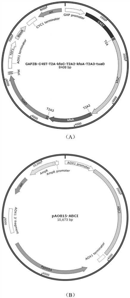 Recombinant yeast for fermentation production of chondroitin sulfate with controllable molecular weight and application of recombinant yeast