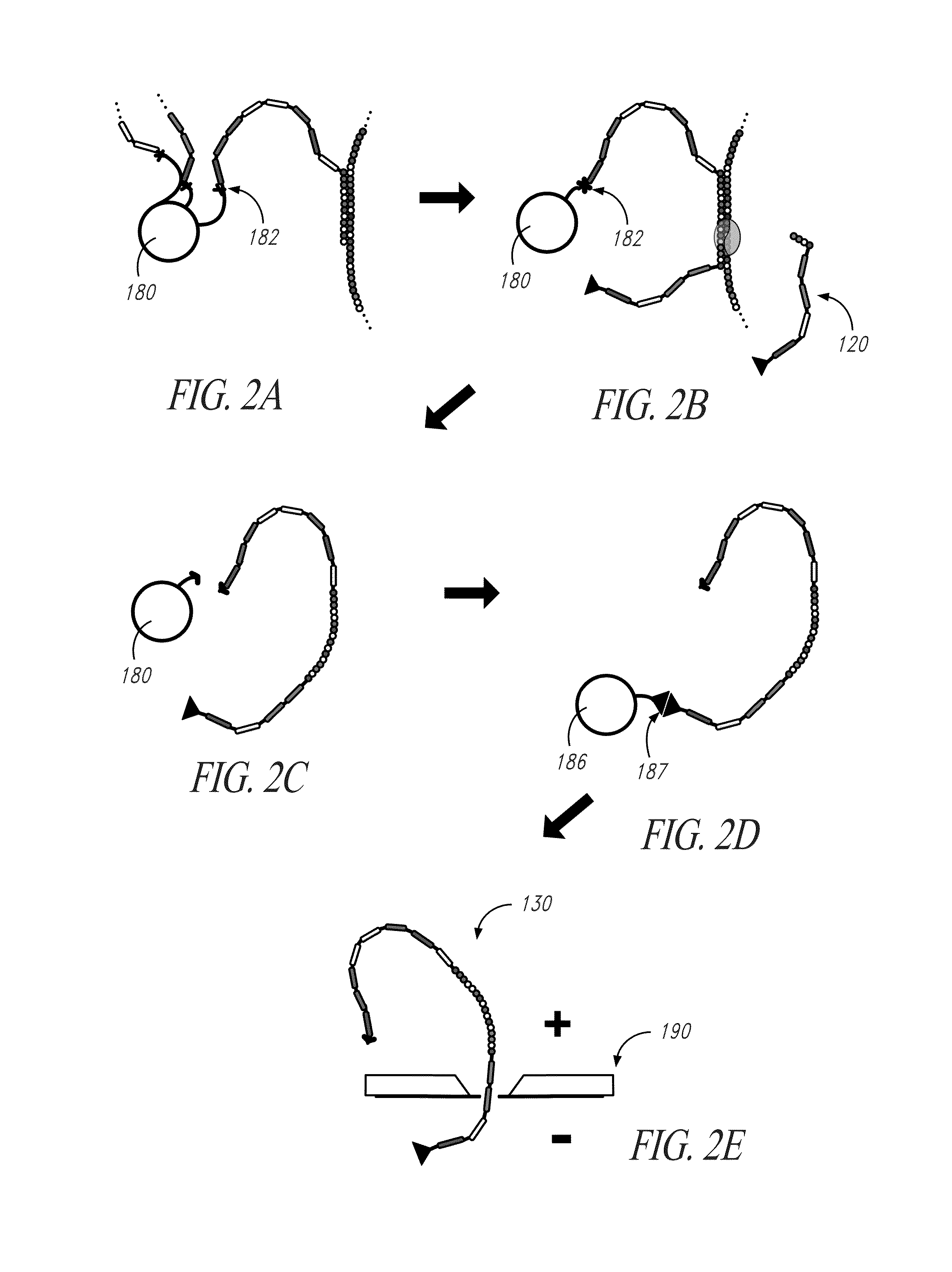 Multiplexed identification of nucleic acid sequences