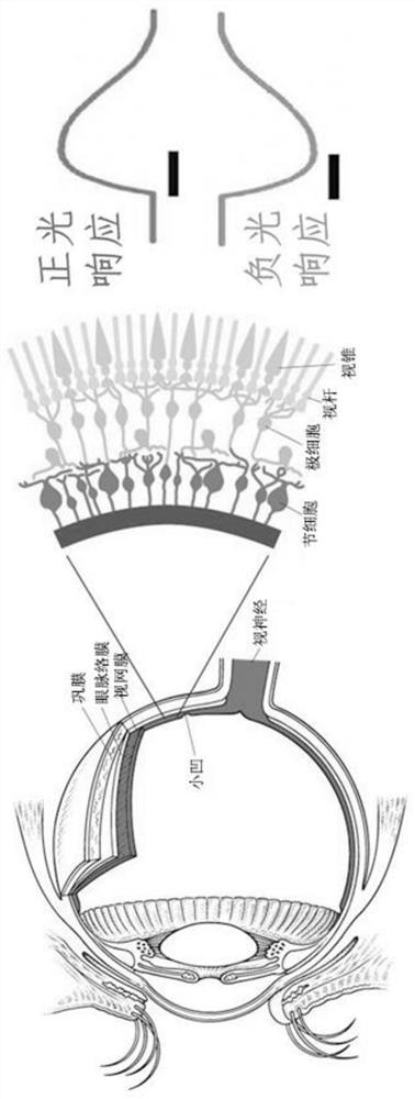 Neural network visual perception-oriented novel memory light responder and preparation method and application thereof