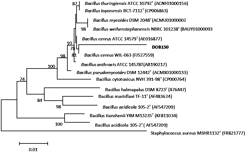 A Desert Oligotrophic Bacteria dob150 and Its Application in Sand Fixation