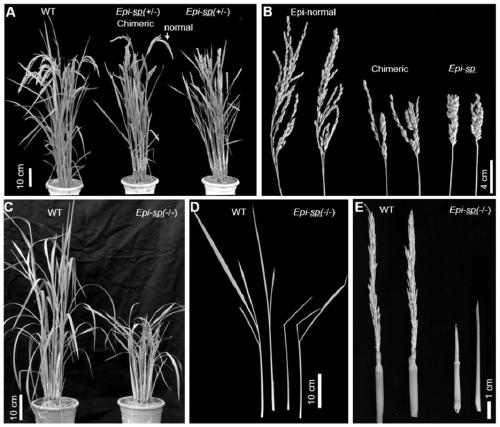 Application of the gene esp that regulates panicle development in rice