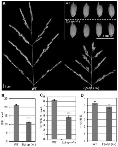 Application of the gene esp that regulates panicle development in rice