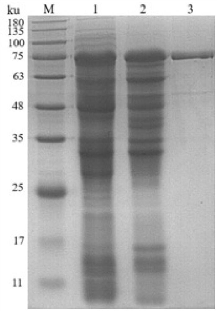 Lawsonia intracellularis flgE recombinant protein and lawsonia intracellularis antibody detection kit