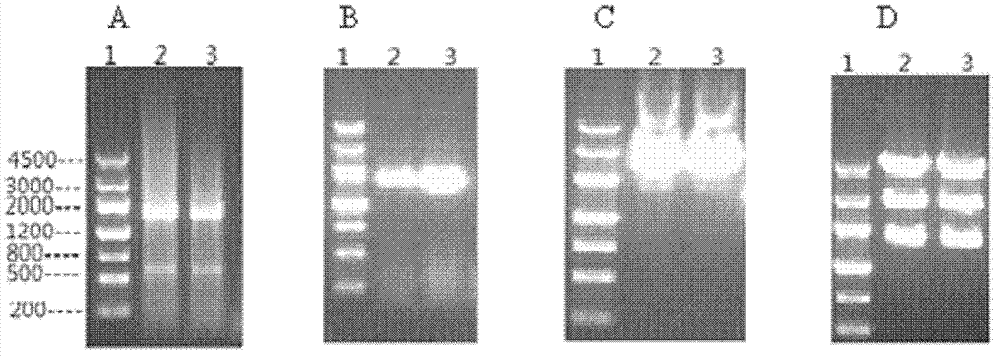 Construction and applications of cell model expressing human organic cation transporter-1