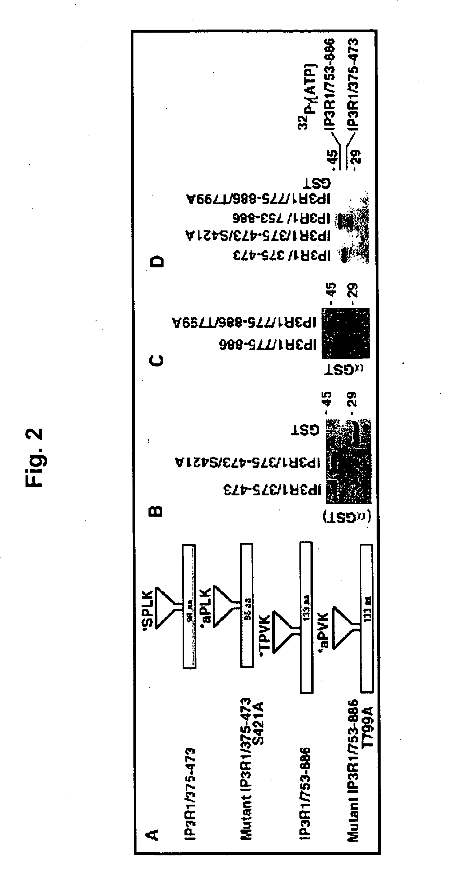 Inositol 1, 4, 5-triphosphate receptor (type 1), phosphorylation and modulation by CDC2