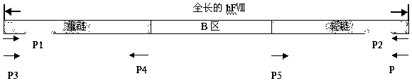 A recombinant human blood coagulation factor ⅷ partially deleted in b region