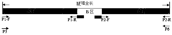 A recombinant human blood coagulation factor ⅷ partially deleted in b region