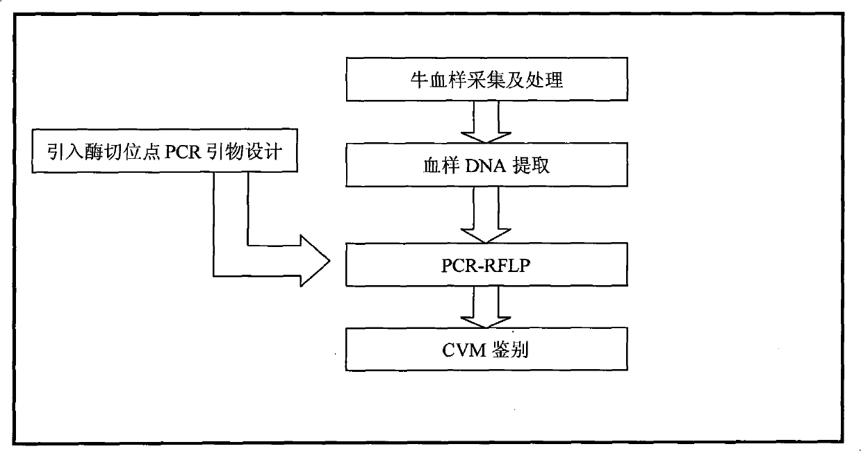 PCR-RFLP detection method for complex vertebral malformation of milk cow and crossbred cattle