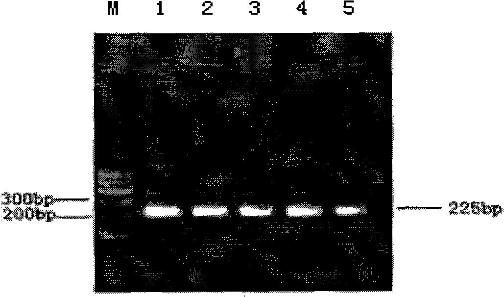 PCR-RFLP detection method for complex vertebral malformation of milk cow and crossbred cattle