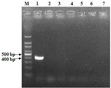 PCR amplification primer for rapid detection of bovine infectious rhinotracheitis virus and applications thereof
