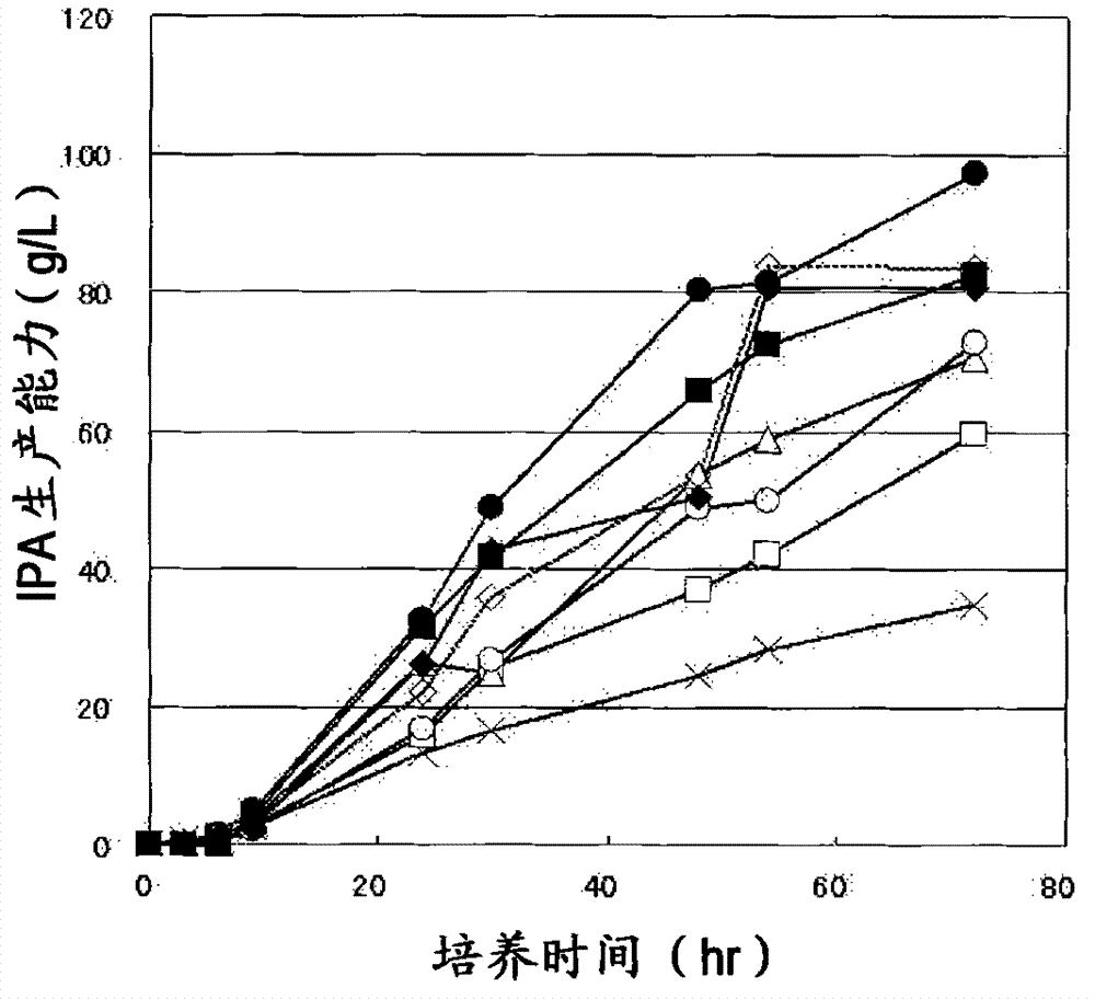 Highly productive isopropyl alcohol-producing bacterium