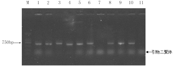 Simple preparation method of fungi molecular biological identification DNA template, and PCR amplification method