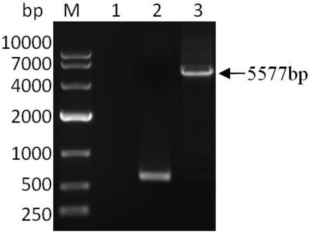 Method for expressing duck-derived avian influenza virus ns1 protein and application of the method