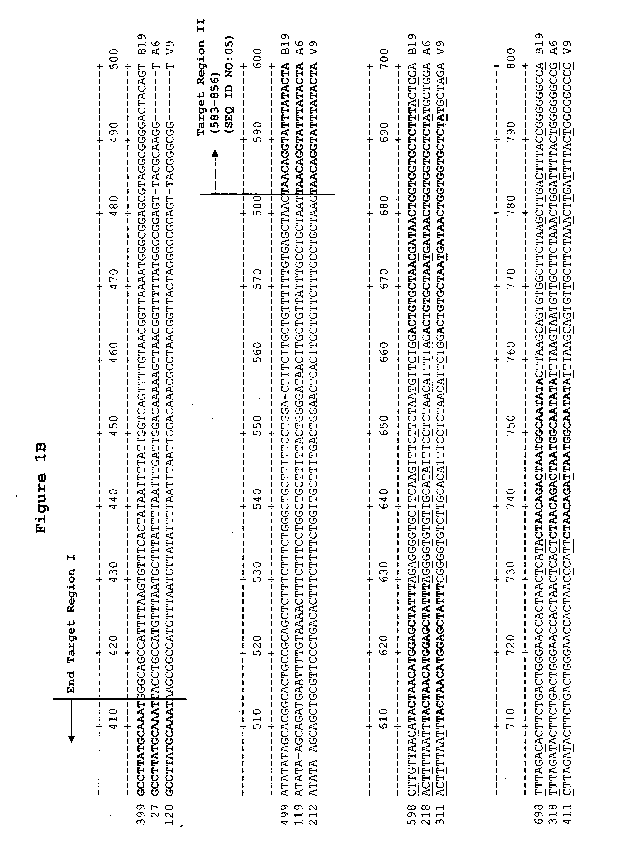 Methods and compositions for detecting erythrovirus genotypes