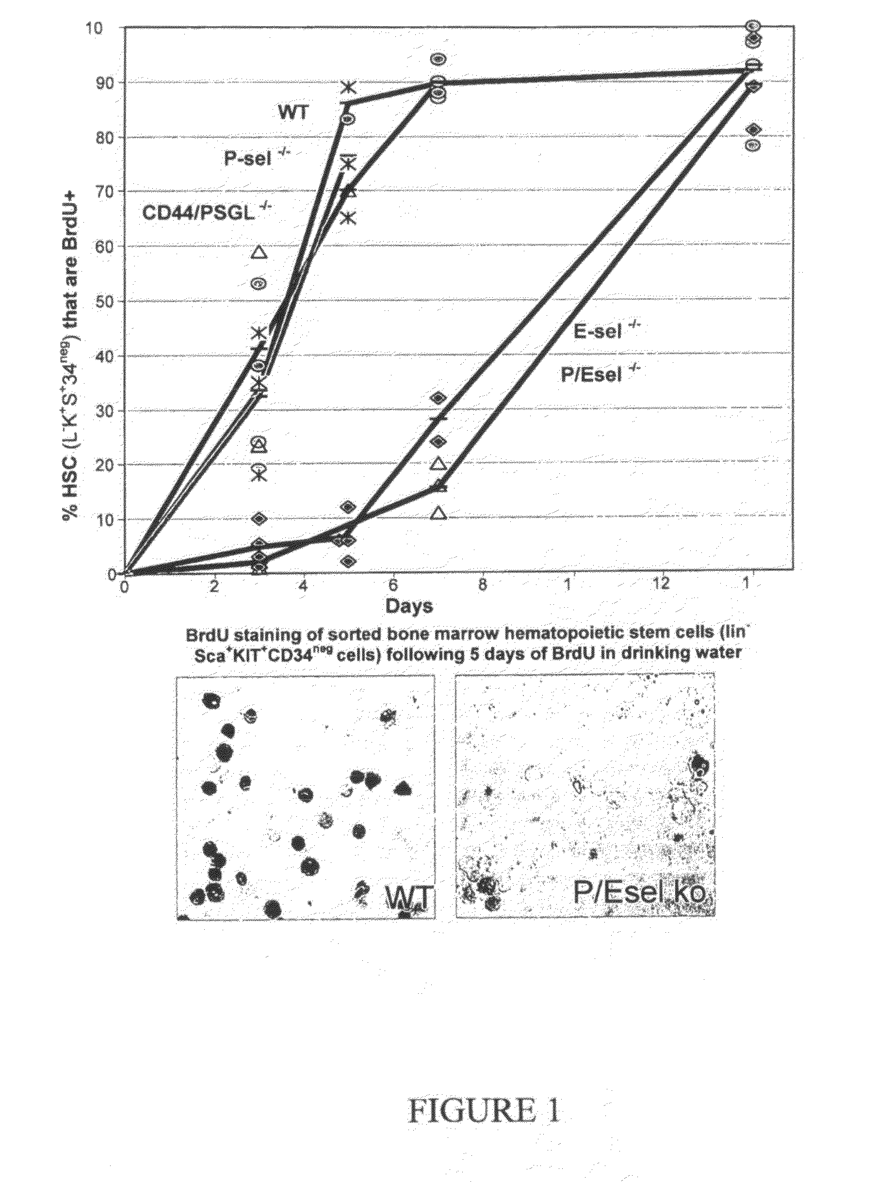 Compositions comprising E-selectin antagonists and uses therefor