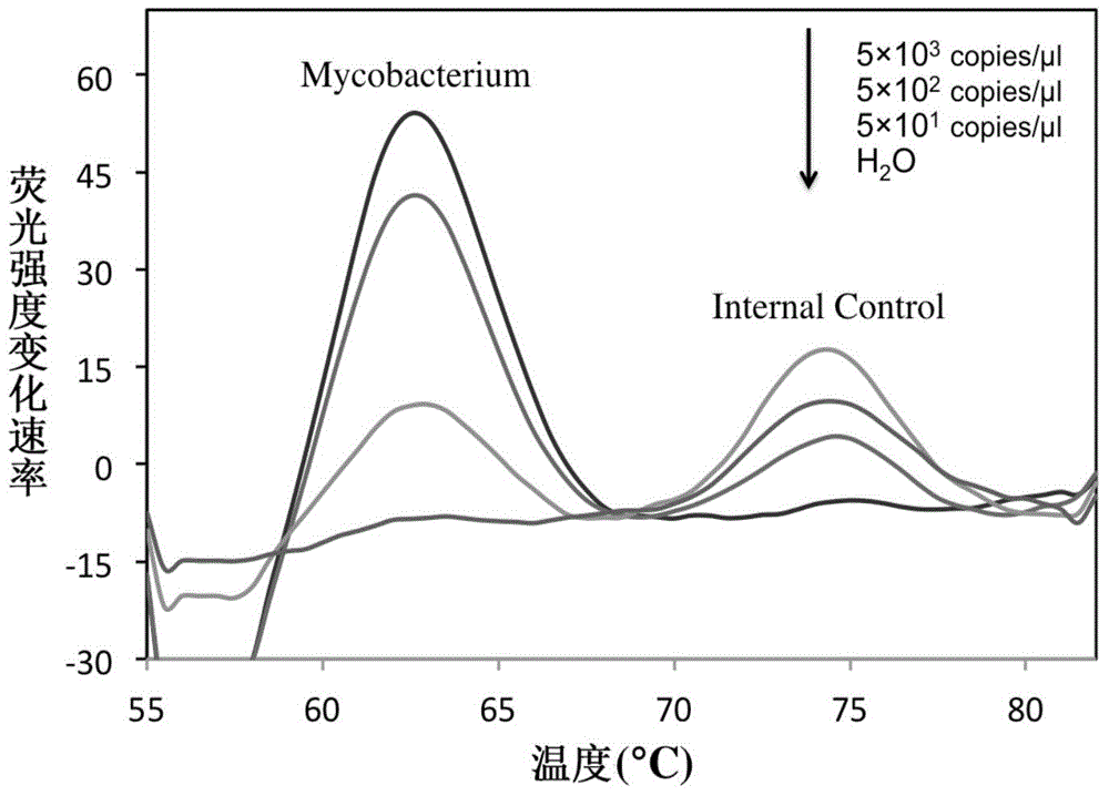 Rapid identification method and kit for MTBC (mycobacterium tuberculosis complex)