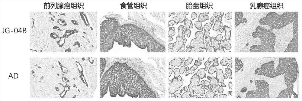 Preparation method of polymer secondary antibody based on small molecule probe and secondary antibody