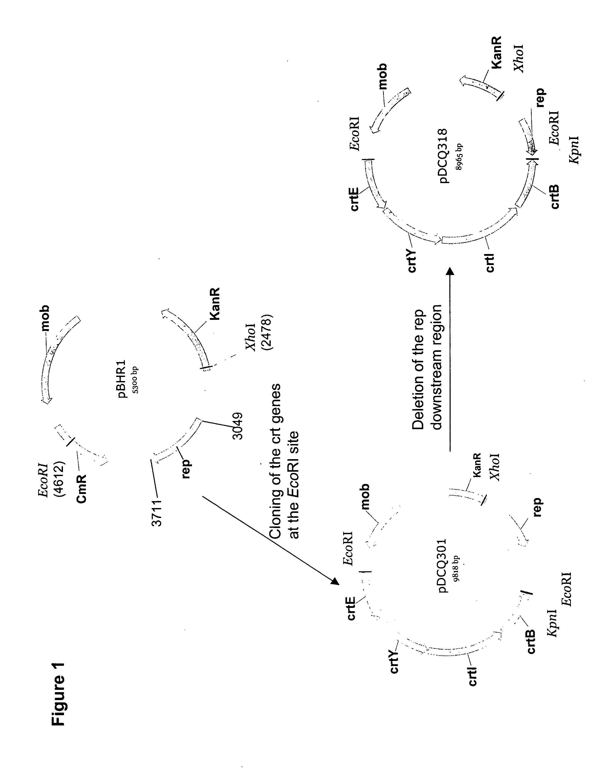 Broad host range pBBR1-based plasmid mutant derivatives having altered plasmid copy number