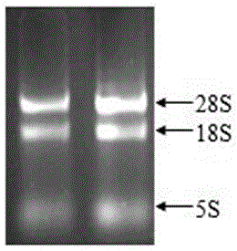 Application of panax japonicus transcription factor gene PjWRKY1